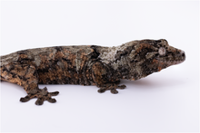 Load image into Gallery viewer, Nebula x Hylia Pine Island Chahoua Male (MG-362)
