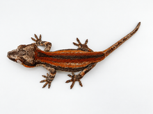 Load image into Gallery viewer, Gargoyle Gecko (MG-566) from Hundson A. X Cocoberry

