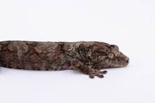 Load image into Gallery viewer, Zephyrus x Hyacinth Pine Island Chahoua Male (MG-445)
