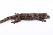 Load image into Gallery viewer, Zephyrus x Hyacinth Pine Island Chahoua Male (MG-445)
