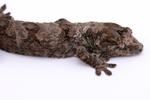 Load image into Gallery viewer, Zephyrus x Hyacinth Pine Island Chahoua Male (MG-445)

