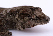 Load image into Gallery viewer, Zephyrus x Hyacinth Pine Island Chahoua Male (MG-445)
