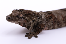 Load image into Gallery viewer, Zephyrus x Hyacinth Pine Island Chahoua Male (MG-445)
