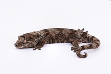 Load image into Gallery viewer, Zephyrus x Hyacinth Pine Island Chahoua Male (MG-445)
