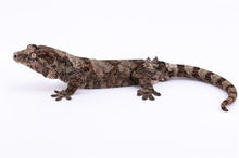 Load image into Gallery viewer, Zephyrus x Hyacinth Pine Island Chahoua Male (MG-445)
