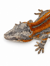 Load image into Gallery viewer, Gargoyle Gecko (MG-523) from Hyperion x Anu
