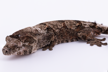Load image into Gallery viewer, Zephyrus x Hyacinth Pine Island Chahoua Female (MG-461)
