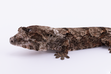 Load image into Gallery viewer, Zephyrus x Hyacinth Pine Island Chahoua Female (MG-461)
