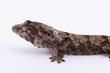 Load image into Gallery viewer, Zephyrus x Hyacinth Pine Island Chahoua Female (MG-461)

