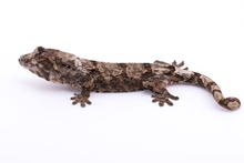 Load image into Gallery viewer, Zephyrus x Hyacinth Pine Island Chahoua Female (MG-461)

