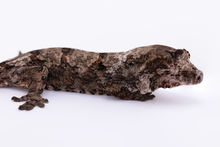 Load image into Gallery viewer, Zephyrus x Hyacinth Pine Island Chahoua Female (MG-461)
