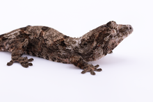 Load image into Gallery viewer, Zephyrus x Hyacinth Pine Island Chahoua Female (MG-461)
