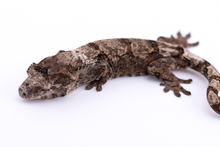 Load image into Gallery viewer, Zephyrus x Hyacinth Pine Island Chahoua Female (MG-461)
