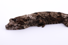 Load image into Gallery viewer, Zephyrus x Hyacinth Pine Island Chahoua Female (MG-461)
