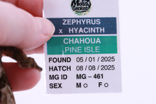 Load image into Gallery viewer, Zephyrus x Hyacinth Pine Island Chahoua Female (MG-461)
