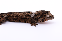 Load image into Gallery viewer, Sheogorath x Mipha Pine Island Chahoua Male (MG-471)
