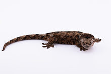 Load image into Gallery viewer, Sheogorath x Mipha Pine Island Chahoua Male (MG-471)
