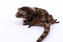 Load image into Gallery viewer, Sheogorath x Mipha Pine Island Chahoua Male (MG-471)
