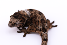 Load image into Gallery viewer, Sheogorath x Mipha Pine Island Chahoua Male (MG-471)
