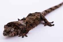 Load image into Gallery viewer, Sheogorath x Mipha Pine Island Chahoua Male (MG-471)
