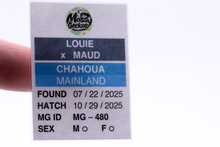 Load image into Gallery viewer, Louie x Maud Mainland Chahoua (MG-480)
