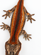 Load image into Gallery viewer, Gargoyle Gecko (MG-566) from Hundson A. X Cocoberry
