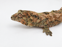 Load image into Gallery viewer, Sheogorath X Mipha Pine Island Chahoua Female (MG-470)
