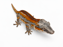 Load image into Gallery viewer, Gargoyle Gecko (MG-523) from Hyperion x Anu
