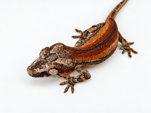Load image into Gallery viewer, Gargoyle Gecko (MG-566) from Hundson A. X Cocoberry
