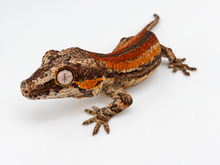 Load image into Gallery viewer, Gargoyle Gecko (MG-566) from Hundson A. X Cocoberry
