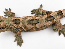 Load image into Gallery viewer, Sheogorath X Mipha Pine Island Chahoua Female (MG-470)
