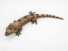Load image into Gallery viewer, Sheogorath X Mipha Pine Island Chahoua Female (MG-470)
