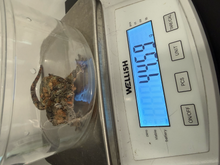 Load image into Gallery viewer, Nebula x Hylia Pine Island Chahoua Male (MG-294)
