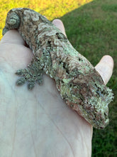 Load image into Gallery viewer, Sheogorath X Mipha Pine Island Chahoua Female (MG-470)
