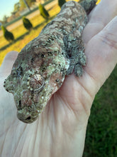 Load image into Gallery viewer, Sheogorath X Mipha Pine Island Chahoua Female (MG-470)
