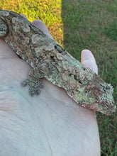 Load image into Gallery viewer, Sheogorath X Mipha Pine Island Chahoua Female (MG-470)
