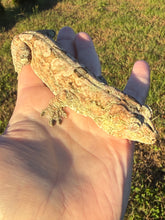 Load image into Gallery viewer, Sheogorath X Mipha Pine Island Chahoua Female (MG-470)
