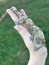 Load image into Gallery viewer, Sheogorath X Mipha Pine Island Chahoua Female (MG-470)
