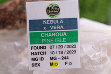 Load image into Gallery viewer, Nebula x Vera Pine Island Chahoua PI244
