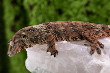 Load image into Gallery viewer, Nebula x Vera Pine Island Chahoua PI244
