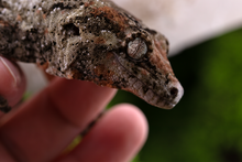 Load image into Gallery viewer, Nebula x Hylia Pine Island Chahoua PI294 Male
