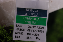 Load image into Gallery viewer, Nebula x Hylia Pine Island Chahoua PI294 Male
