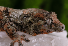 Load image into Gallery viewer, Nebula x Hylia Pine Island Chahoua PI294 Male
