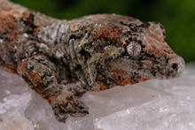 Load image into Gallery viewer, Nebula x Hylia Pine Island Chahoua PI294 Male
