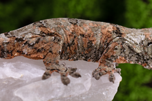 Load image into Gallery viewer, Nebula x Hylia Pine Island Chahoua PI294 Male
