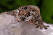Load image into Gallery viewer, Nebula x Hylia Pine Island Chahoua PI294 Male
