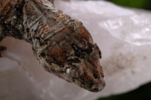 Load image into Gallery viewer, Nebula x Hylia Pine Island Chahoua PI294 Male
