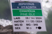 Load image into Gallery viewer, Zephyrus x Hyacinth Pine Island Chahoua PI345 Female
