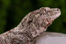 Load image into Gallery viewer, Zephyrus x Hyacinth Pine Island Chahoua PI345 Female
