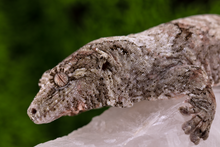 Load image into Gallery viewer, Zephyrus x Hyacinth Pine Island Chahoua PI345 Female
